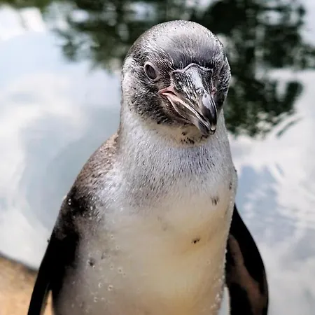 Am Tierpark Sababurg Hofgeismar